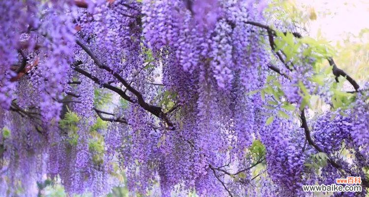 探寻紫藤萝在文化和传统中的象征意义 紫藤萝