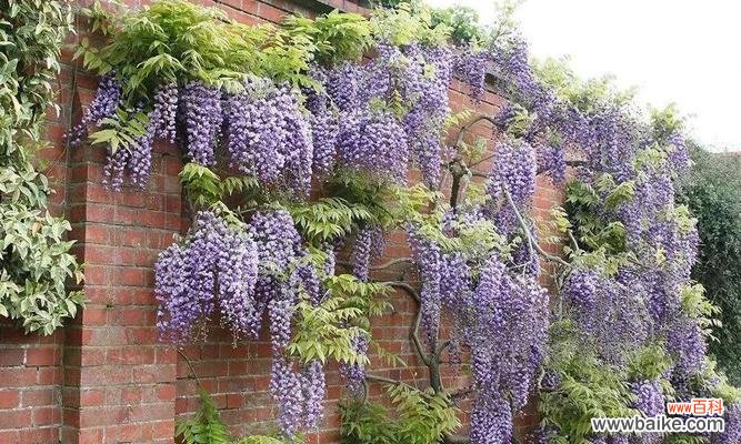 探寻紫藤萝在文化和传统中的象征意义 紫藤萝