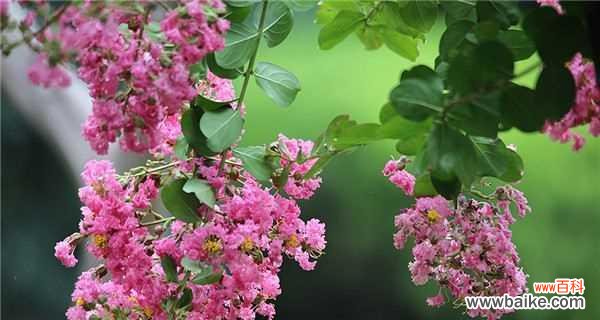用花语解读紫薇花的美丽与含义 探寻紫薇花的花语之谜