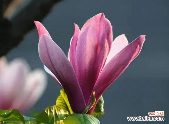 深入解读紫玉兰的花语与象征 紫玉兰花语之美——花开如锦，洒满生活的诗意