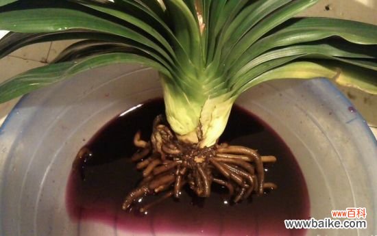 植物烂根如何处理：剪除烂根部分，伤口消毒，重新栽种