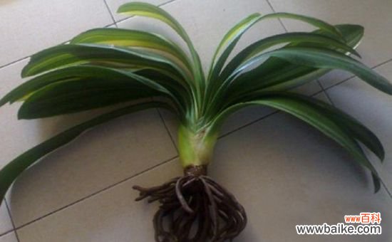 植物烂根如何处理：剪除烂根部分，伤口消毒，重新栽种