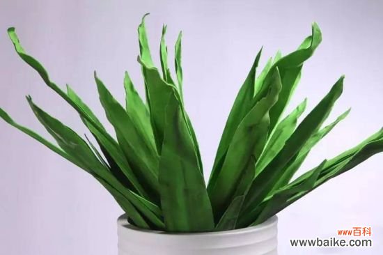 夏季给植物浇水的正确姿势