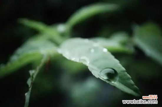 夏季给植物浇水的正确姿势