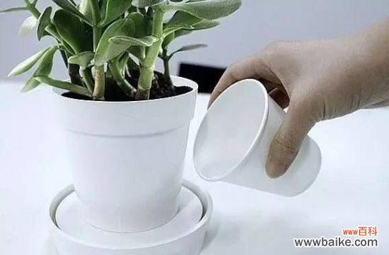 夏季给植物浇水的正确姿势