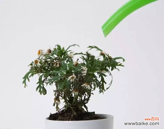 夏季给植物浇水的正确姿势