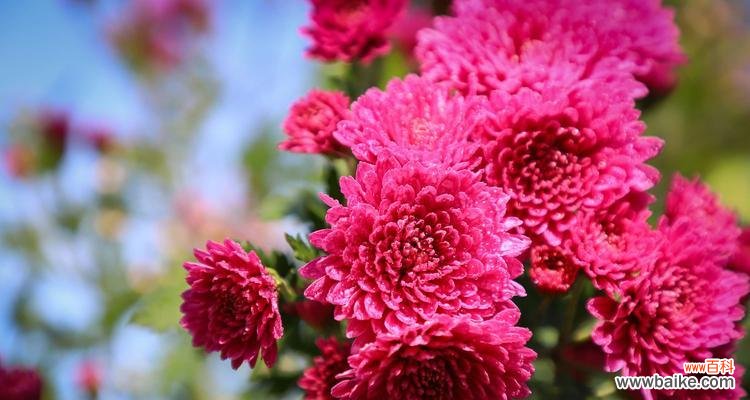 红色菊花的花语是什么？如何正确解读红色菊花的含义？