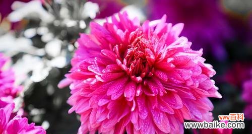 红色菊花的花语是什么？如何正确解读红色菊花的含义？