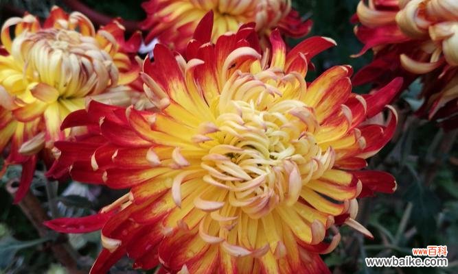 红色菊花的花语是什么？如何正确解读红色菊花的含义？