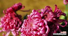 红色荷花代表什么？红色荷花的花语和寓意是什么？