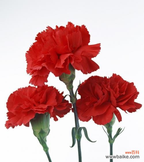 红色康乃馨的花语是什么？购买时需要注意什么？