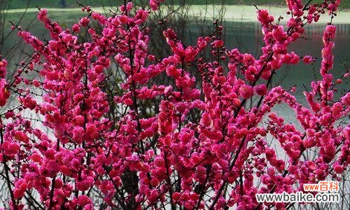 红色腊梅象征什么？如何在风水中运用？