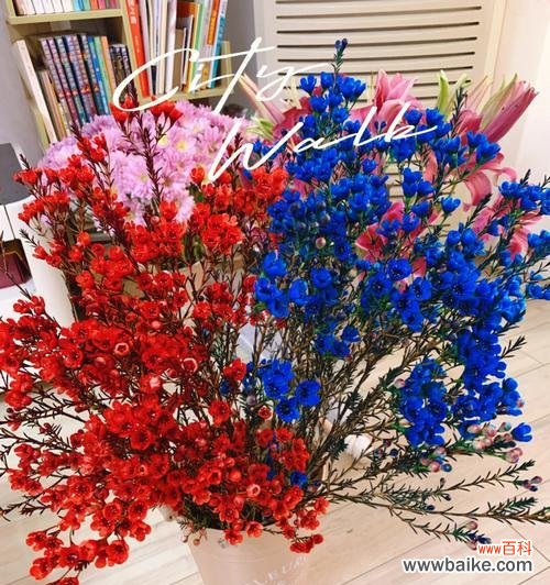 红色腊梅象征什么？如何在风水中运用？