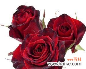 红色玫瑰花代表什么意思？如何正确表达爱意？