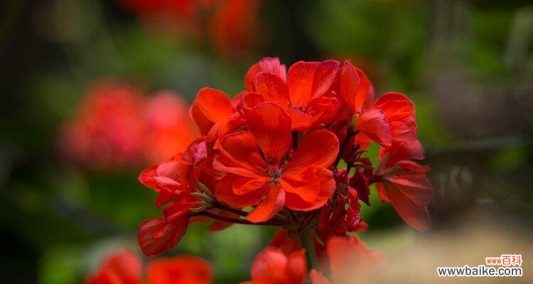 红色天竺葵代表什么?花语有哪些含义?