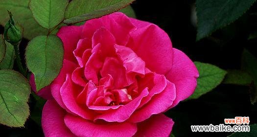 红色月季花代表什么意思？如何正确解读其花语？