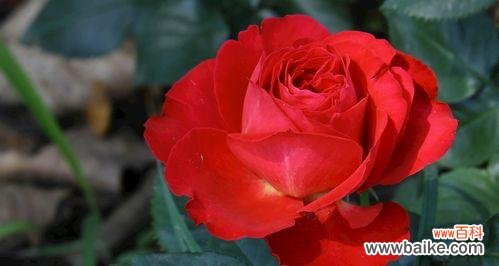 红色月季花代表什么意思？如何正确解读其花语？