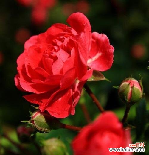 红色月季花代表什么意思？如何正确解读其花语？