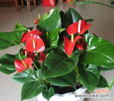 红掌的风水寓意是什么？如何正确摆放红掌以招财进宝？