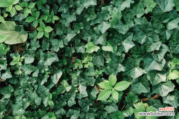 常春藤叶片干枯怎么办