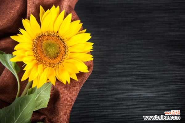 向日葵菌核病防治办法