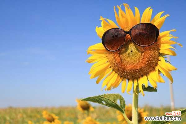 向日葵菌核病防治办法