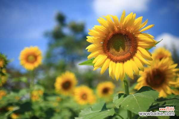 向日葵菌核病防治办法