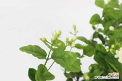 刚买的茉莉花叶片低垂耷拉怎么回事