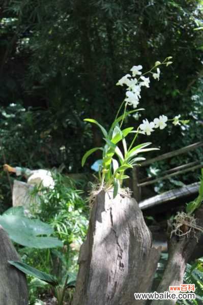 石斛兰的病虫害防治方法