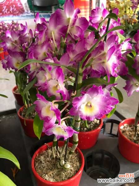 石斛兰的病虫害防治方法