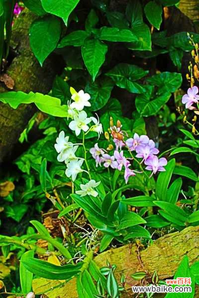 石斛兰的病虫害防治方法