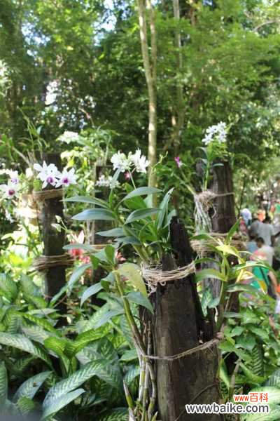 石斛兰的病虫害防治方法