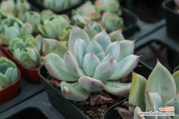 多肉叶子干瘪怎么办