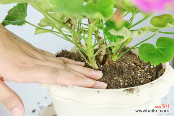 天竺葵夏季黄叶怎么回事