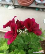 天竺葵夏季黄叶怎么回事