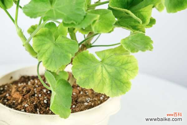 天竺葵夏季黄叶怎么回事