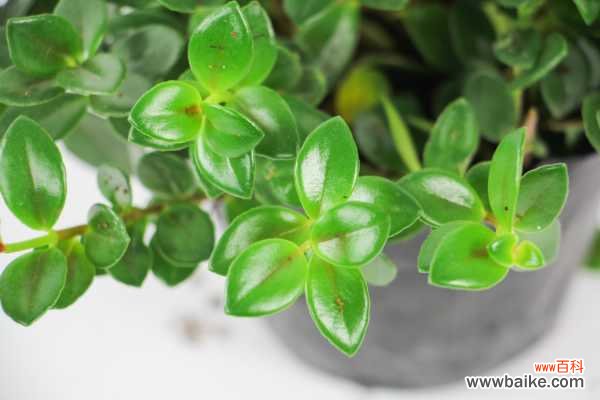 金鱼吊兰掉叶子怎么办