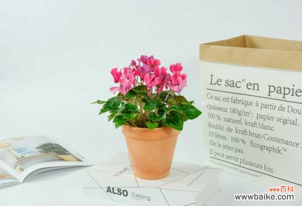 仙客来为什么黄叶子