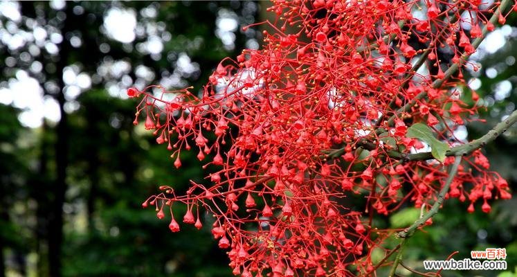 探寻火焰木的神秘面纱，解读隐藏的花语 火焰木传说——追寻古老的花语