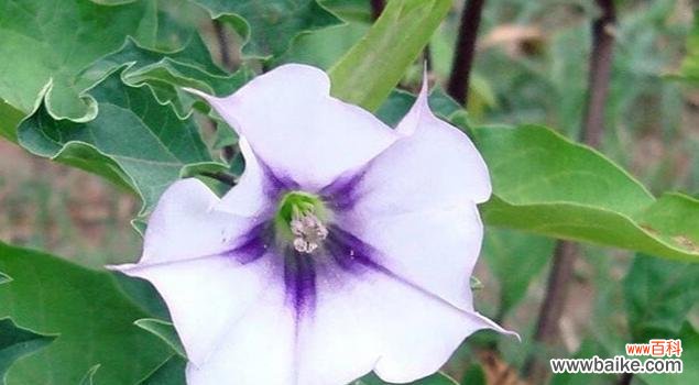 探秘曼陀罗华的神秘象征及美妙的含义 曼陀罗华的花语