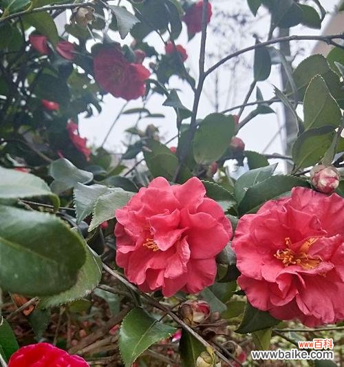 解读茶花的八种含义 茶花花语及代表意义