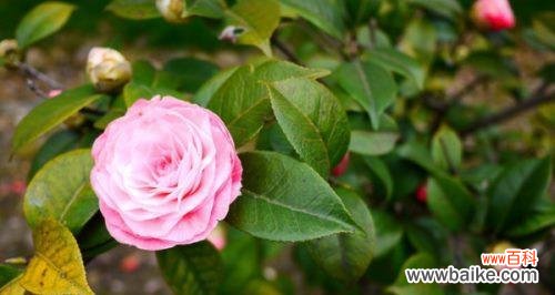 解读茶花的八种含义 茶花花语及代表意义