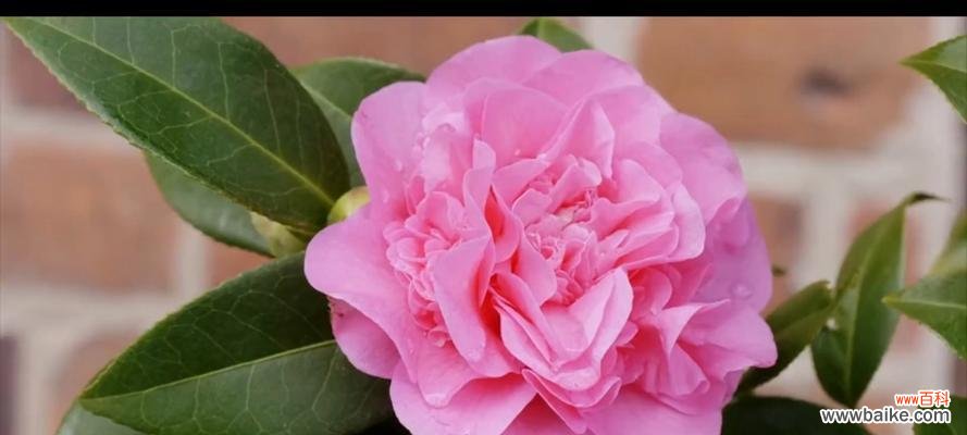 探究山茶花的花语含义及文化价值 山茶花的花语