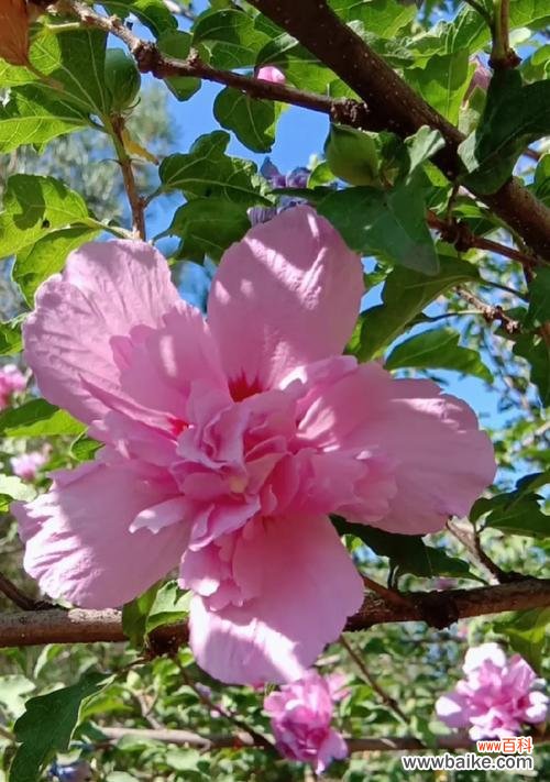 深入探究木槿花背后的含义 木槿花语与寓意