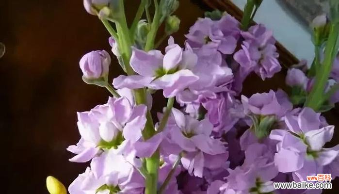 探索这朵小而美的花的奥秘 紫罗兰花语与寓意