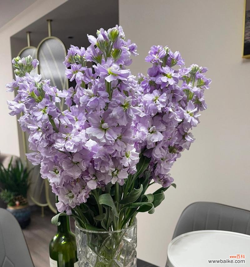 探索这朵小而美的花的奥秘 紫罗兰花语与寓意