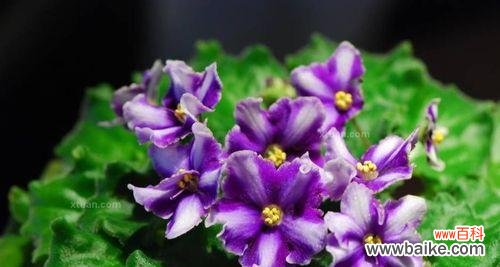 探索这朵小而美的花的奥秘 紫罗兰花语与寓意