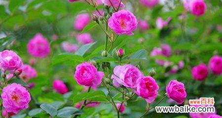 探究白蔷薇的象征意义 白蔷薇花语的含义
