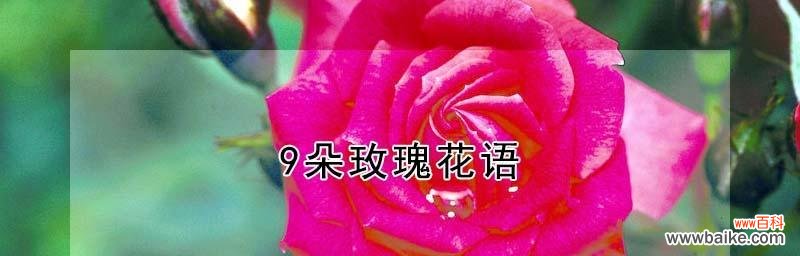 探究29朵玫瑰的花语含义,解读爱情的真谛 浪漫的29朵玫瑰