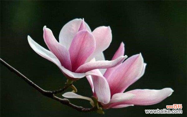 探寻紫玉兰花的神秘符号与象征 紫玉兰的花语与含义